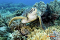  Turtle Apo Island  